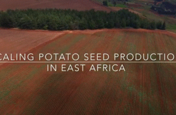 Scaling Potato Seed production in East Africa