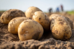 Which US State produces the most potatoes?
