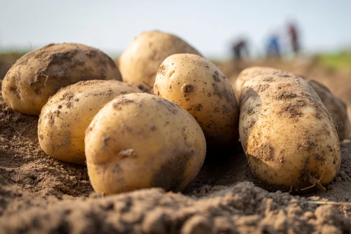 Which US State produces the most potatoes? - International Potato Center
