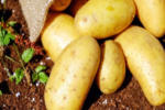 Substantial rise in potato production in Assam: Agriculture minister