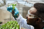 Advancing biotechnology to solve Africa’s food challenges