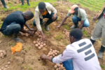 Genetically-engineered disease-resistant potato eagerly awaited by farmers in Rwanda