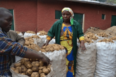 Rwanda uses biotech potato variety to fight same blight that caused Irish Potato Famine — saving 80% of potatoes