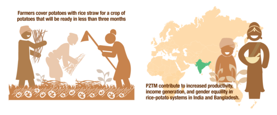 Potato Production Through Zero-tillage With Straw Mulch (PZTM ...