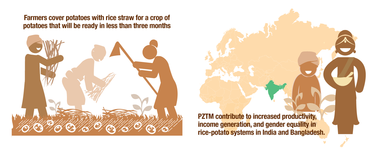 Potato production through zerotillage with straw mulch (PZTM