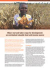 Minor root and tuber crops for development: an overlooked valuable food and income source