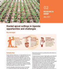 Rooted apical cuttings in Uganda: opportunities and challenges. Research Brief 02