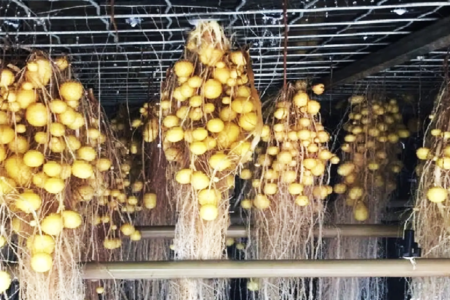 Aeroponic Farming: Growing potatoes in thin air can raise your profits to 20 percent