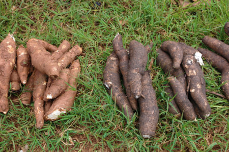 The Future of Roots and Tubers under One CGIAR