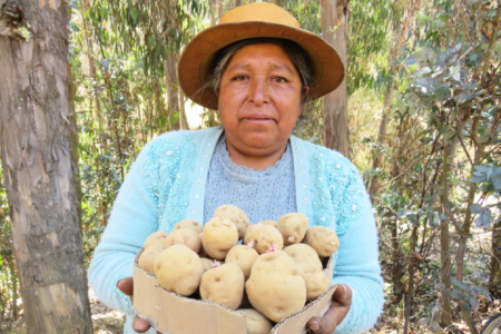 Harnessing the power of wild potatoes to feed a climate-challenged world, while reducing agrochemical use