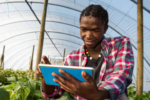 How an app helps African farmers manage crop pests