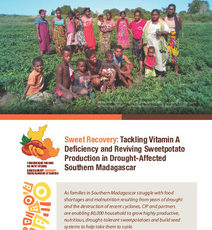 Sweet Recovery: Tackling Vitamin A Deficiency and Reviving Sweetpotato Production in Drought-Affected Southern Madagascar