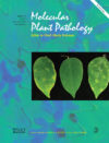 A novel sweet potato potyvirus ORF is expressed via polymerase slippage and suppresses RNA silencing
