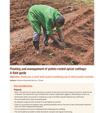 Planting and management of potato rooted apical cuttings: A field guide