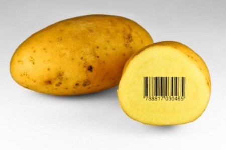 A more positive opinion of genetically modified (GM) potatoes