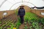Sequía y heladas azotan vitales cultivos de papa en Bolivia