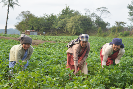 Seed Secure Meghalaya: improving food security and income with seed potato production