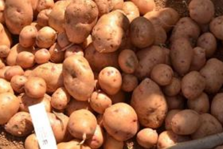 Celebration As Nigeria Harvests First Batch Of Biotech-Potatoes