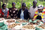 New potato consortium launched in Kenya to boost access to farming inputs and market