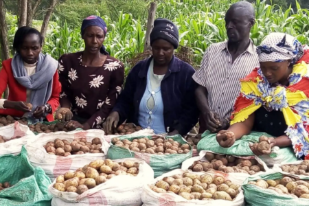 New potato consortium launched in Kenya to boost access to farming inputs and market
