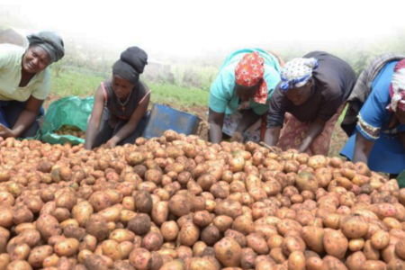 International Potato Center unveils late blight-resistant potato for Kenya and Nigeria
