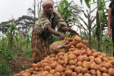 New potato consortium formed in Kenya to improve access to agricultural inputs & market