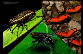 Aproximaciones ecologicas para el manejo de la mosca minadora Liriomyza huidobrensis (Blanchard) en agroecosistemas de produccion de papa en el Peru.