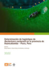 Determinación de haplotipos de Bactericera cockerelli en la provincia de Huancabamba - Piura, Peru
