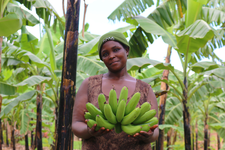 $30mn grant recognizes importance of RTB crops to African food and ...