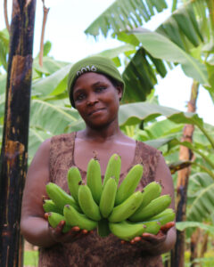 A female banana farmer in Uganda on October 30, 2015.<br /> The RTB-ENDURE is a 3 year project (2014-2016) implemented by the CGIAR Research Program on Roots, Tubers and Bananas with funding by the European Union and technical support of IFAD<br /> Roots, Tubers and Bananas crops are an important source of food and income in most developing countries. In Sub Saharan Africa, the crops are a major staple providing 20% of calorific requirements and constituting nearly two thirds of per capita food production. However, their full potential to contribute towards food and income security has not yet been realized due to a number of challenges, including bulkiness and high perishability of the crops, poor post-harvest management and lack of storage and processing facilities. These challenges lead to high post-harvest losses, short and direct marketing channels and limited value adding. It is widely recognized that there is considerable scope for repositioning RTB as added value cash crops through improved post-harvest management, expanding processing and targeting changing needs of emerging urban market.<br /> ‘Expanding utilization of roots, tubers and bananas and reducing their postharvest losses’ (RTB-ENDURE) project, which addressed postharvest management of potato, sweetpotato, cassava and banana. The Participatory Market Chain Approach (PMCA) developed by CIP was adapted including a gender lens and guided the design of the interventions. Through carefully facilitated processes, the project’s multi-agency research teams tested and validated postharvest innovations with the greatest potential to satisfy food consumption and income generation needs, including increasing the shelf-life of the crops and improving storage and processing technologies. In order to manage the high perishability of these crops, the project used an innovative approach that encompassed the whole value chain, from the production to the consumption end. Instead of focusing on a single technology it worked through a combination of innovations in: crop varieties, harvesting, market chain organization, and postharvest and processing technologies.
