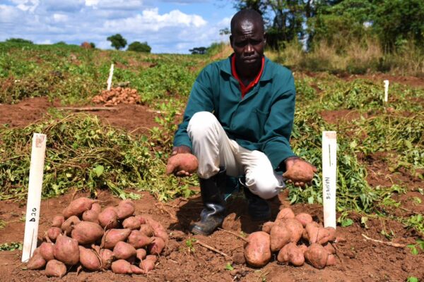 Farmer in field holding one sweet potato in each hand.