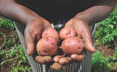 Kenya to welcome the potato world: Nairobi secures bid to host 2026 World Potato Congress