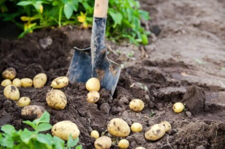 Telangana government works to increase potato production