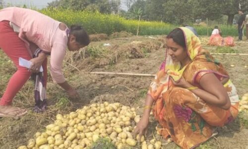 ‘Golden eggs’: The potential of potato production in mulch