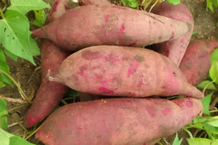 Kenya leads Eastern Africa with release of climate-adaptive and nutritious purple-fleshed sweetpotato variety