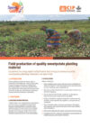 Field production of quality sweetpotato planting material