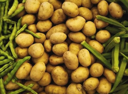 Unlocking resistance: Harnessing wild potato relatives to improve late blight protection