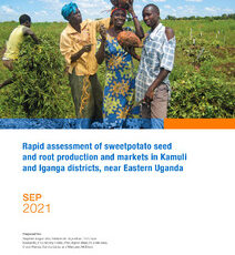 Rapid assessment of sweetpotato seed and root production and markets in Kamuli and Iganga districts, near Eastern Uganda