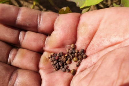 Haiti: Improving the sweetpotato seed system in a challenging humanitarian environment
