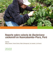 Reporte sobre colecta de Bactericera cockerelli en Huancabamba-Piura, Perú