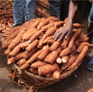 Why root crops are the future of food security in Africa