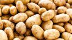 Tripura’s Partnership with CIP in Potato Seed Production