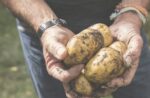 Global food security and the power of potatoes: World Potato Congress webinar to provide insights