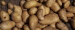 The UN proclaims May 30 as International Potato Day