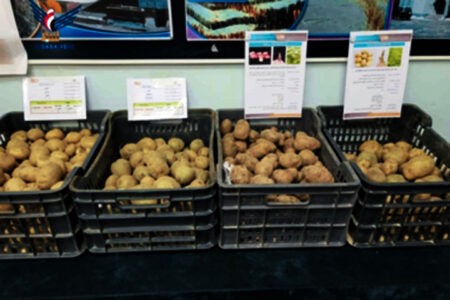 Introductory exhibition of new potato varieties in Dhamar