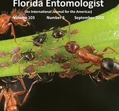 Assessing Genetic Diversity of Three Species of Potato Tuber Moths (Gelechiidae, Lepidoptera) in the Ecuadorian Highlands