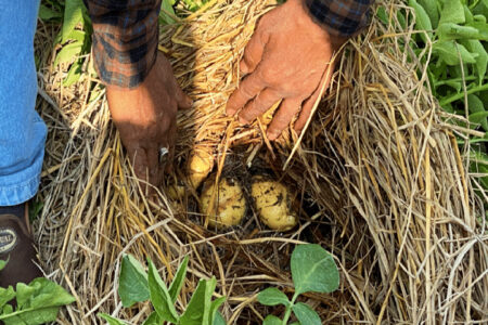CIP Introduces Zero Tillage Potato Farming Innovation in India, Bangladesh, Cambodia, and Peru