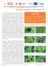 Artrópodos herbívoros y benéficos asociados al camote en Esmeraldas, Ecuador. Boletín Técnico No. 186