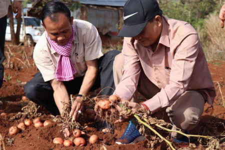 CIP introduces zero tillage potato farming