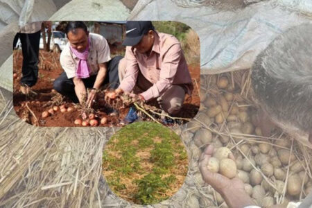Zero Tillage Potato Production Through Rice Straw Mulch Gains Pace Thanks to CIP